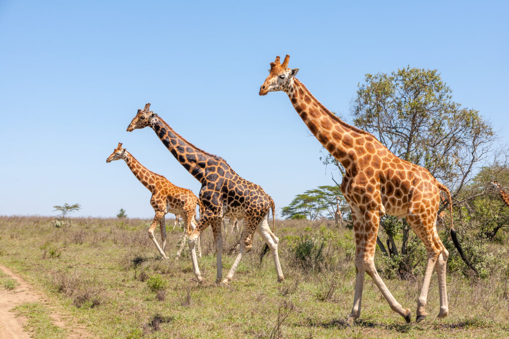 Oggi è la Giornata Mondiale della Giraffa: proteggiamole dall’estinzione.