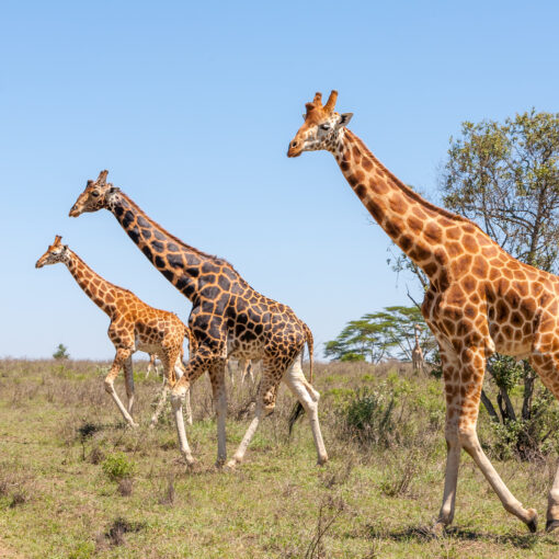 Giornata Mondiale della Giraffa