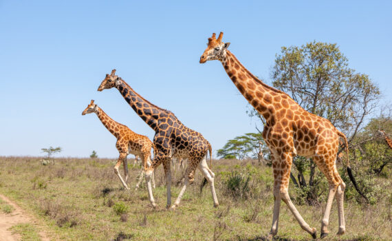 Giornata Mondiale della Giraffa